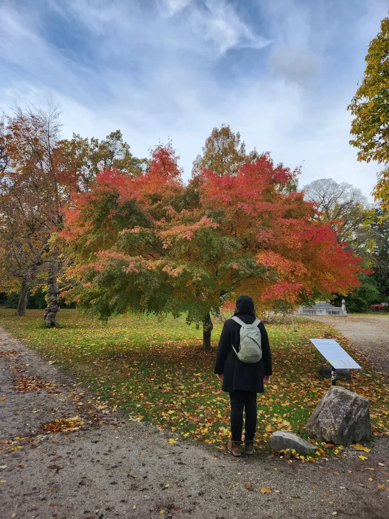 Outono em Viena na Áustria